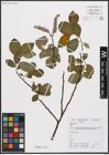 Foto von Salix caprea L.